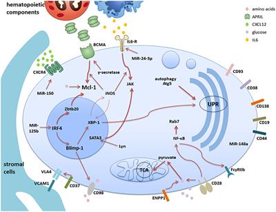 The Maintenance of Memory Plasma Cells